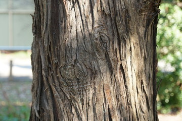 コウヤマキの樹皮