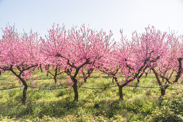 Bright Pink Peach Blossoms in Spring