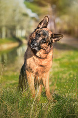 Portrait of a german shepherd sitting on grass in park. Vertical.