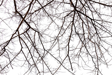 dead tree isolated on white background