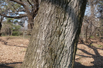 コナラの樹皮