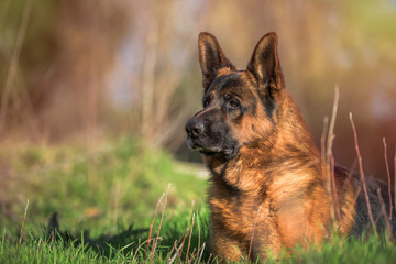 Portrait of a german shepherd lying in the field. Horizontal. Copyspace
