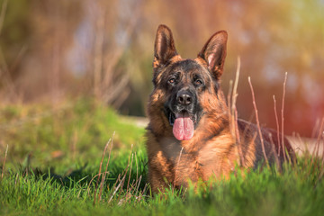 Portrait of a german shepherd lying in the field. Horizontal. Copyspace