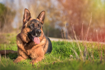 Portrait of a german shepherd lying in the field. Horizontal. Copyspace