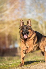 Portrait of a german shepherd running in the field. Vertical. Copyspace
