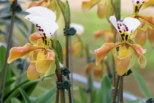 beautiful paphiopedilum orchid, paphiopedilum spicerianum