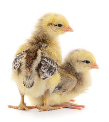  Two little chicken isolated.