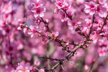 Bright Pink Peach Blossoms in Spring