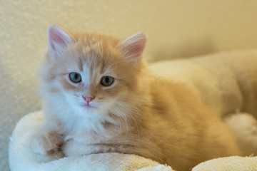 Adorable long haired cat of siberian breed in relax. Hypoallergenic pet of livestock