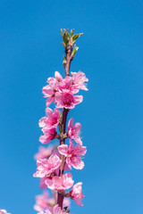 Bright Pink Peach Blossoms in Spring