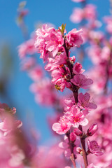 Obraz premium Bright Pink Peach Blossoms in Spring
