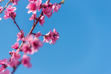 Bright Pink Peach Blossoms in Spring