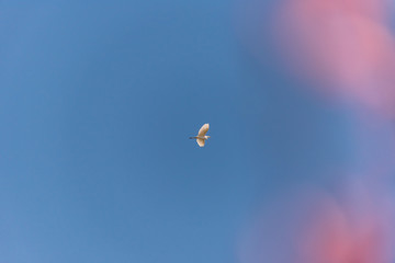 Cow Egret in a Clear Blue Sky with Pink Peach Blossoms