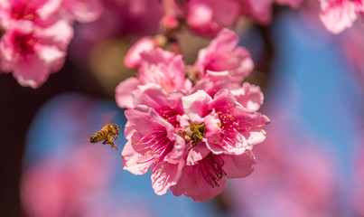 Bee in a Bright Pink Peach Blossom in Spring