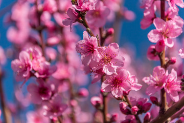 Bright Pink Peach Blossoms in Spring