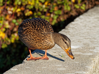 A duck looking down