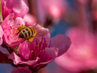 Bee in a Bright Pink Peach Blossom in Spring