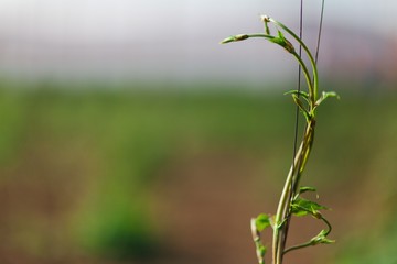 Close details of growing hops. Field of young hops in Slovakia during spring.