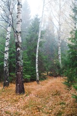 Obraz premium Birch trees in beautiful still scenery in forest.