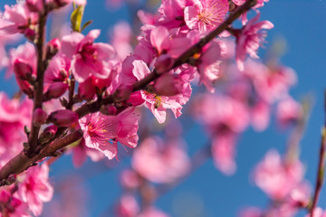 Fototapeta na wymiar Bright Pink Peach Blossoms in Spring