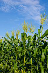 Fototapeta premium corn fields with blue sky in vertical