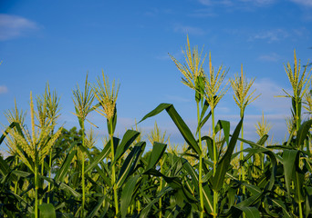 Fototapeta premium corn fields with blue sky