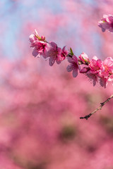 Bright Pink Peach Blossoms in Spring
