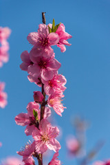 Bright Pink Peach Blossoms in Spring