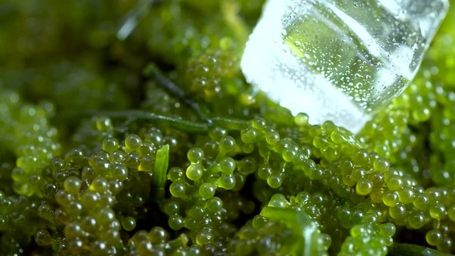 Sea grapes ( green caviar ) seaweed,