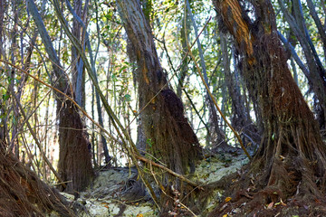 Exposed (bare) roots of a willow tree near the bank of the Danube river at sunset
