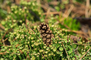 Pine cone in the moss