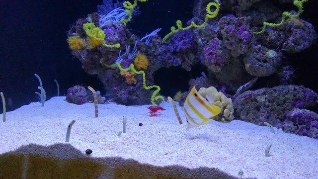 poissons en aquarium