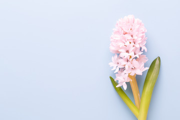 Flowers composition with hyacinths. Spring flowers on color background. Easter concept. Flat lay, top view.