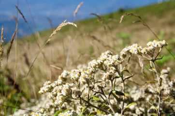 white flower with dry grass on hill