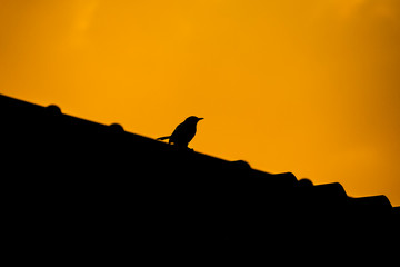 bird standing on rooftop morning lighting silhouette