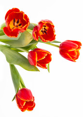 red tulips on white background