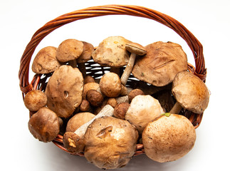 forest mushrooms against a white background in a basket