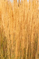 dry yellow grass as background