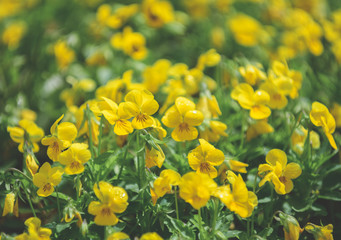 Obraz premium Cute yellow flower in garden,