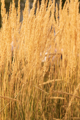 Obraz premium dry yellow grass as background