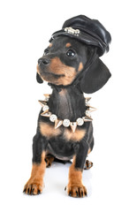 Obraz premium puppy miniature dachshund