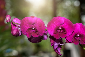 Vivid pink Dendrobium flower, Thai orchid