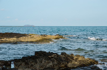 Fototapeta na wymiar black coral with blue sea