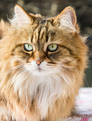 Adorable long haired cat of siberian breed in relax. Hypoallergenic pet of livestock