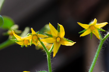 Tomato flower blooms, blossom of tomato