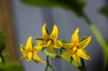 Obraz premium Tomato flower blooms, blossom of tomato