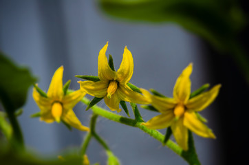 Tomato flower blooms, blossom of tomato
