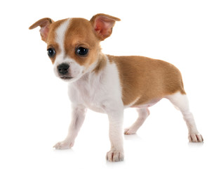 Obraz premium chihuahua in studio