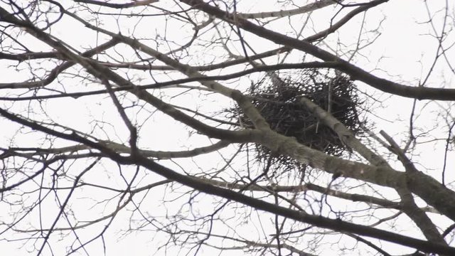 Raven twig nest at the top of the maple tree in early spring at daylight. Telephoto view from below.