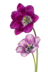 Fototapeta na wymiar tulip flowers isolated